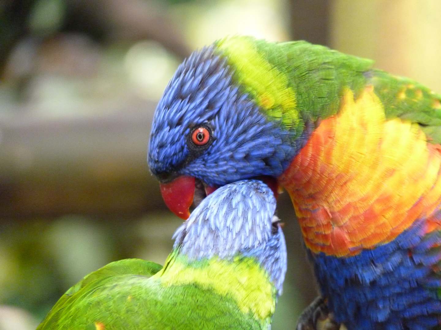 Papageien im Loro Park