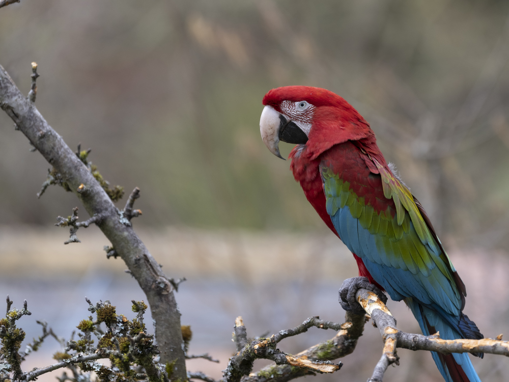 Papageien im Tierpark Herborn  2