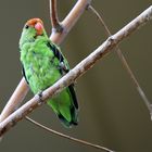 Papageien im Tierpark Schönbrunn