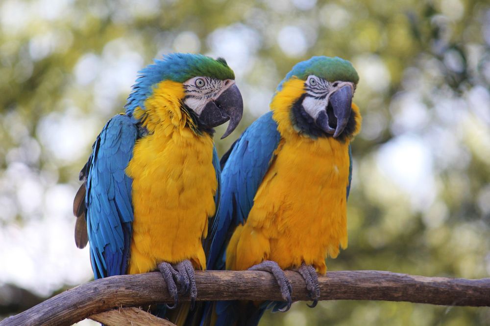 Papageien im Tierpark Ströhen Foto & Bild tiere, zoo, wildpark