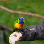 Papageien im Tierpark Suhl
