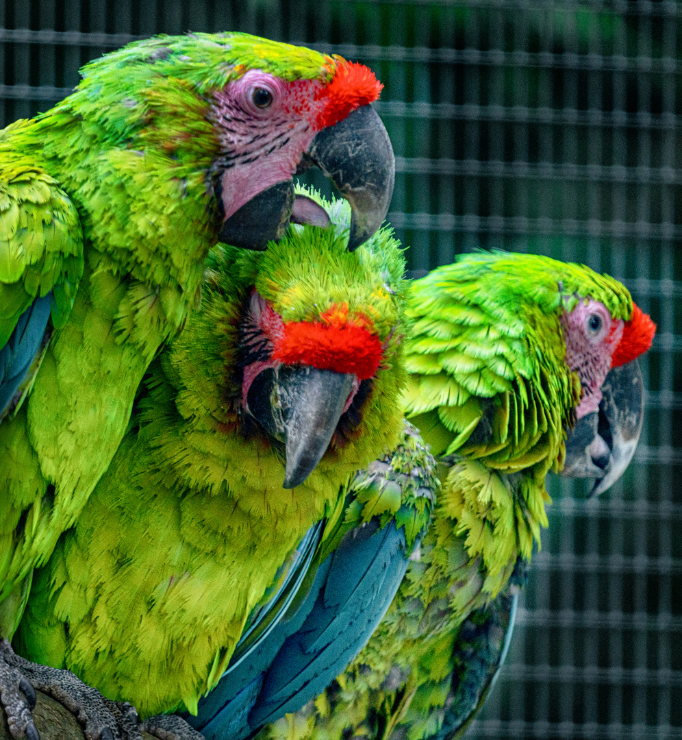 Papageien im Zoo