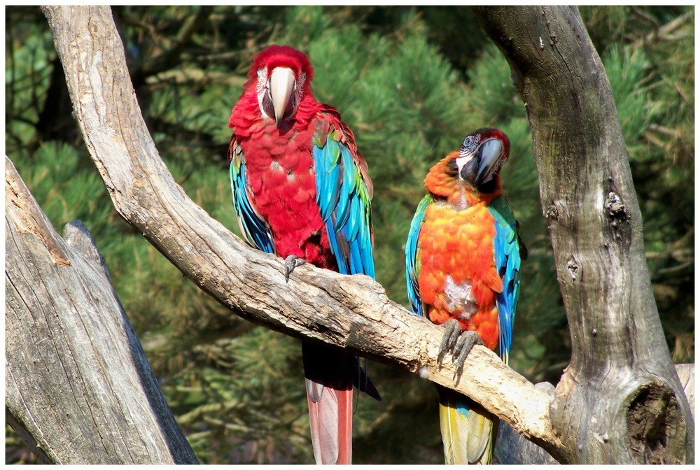Papageien im Zoo