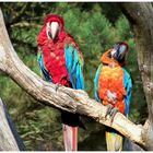 Papageien im Zoo