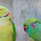 Papageien im Zoo von Dehiwala