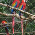 Papageien im Zoo von Roatan Honduras