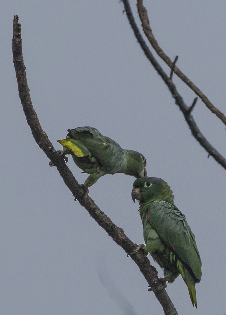 Papageien in einer Salzlake im Dschungel von Peru