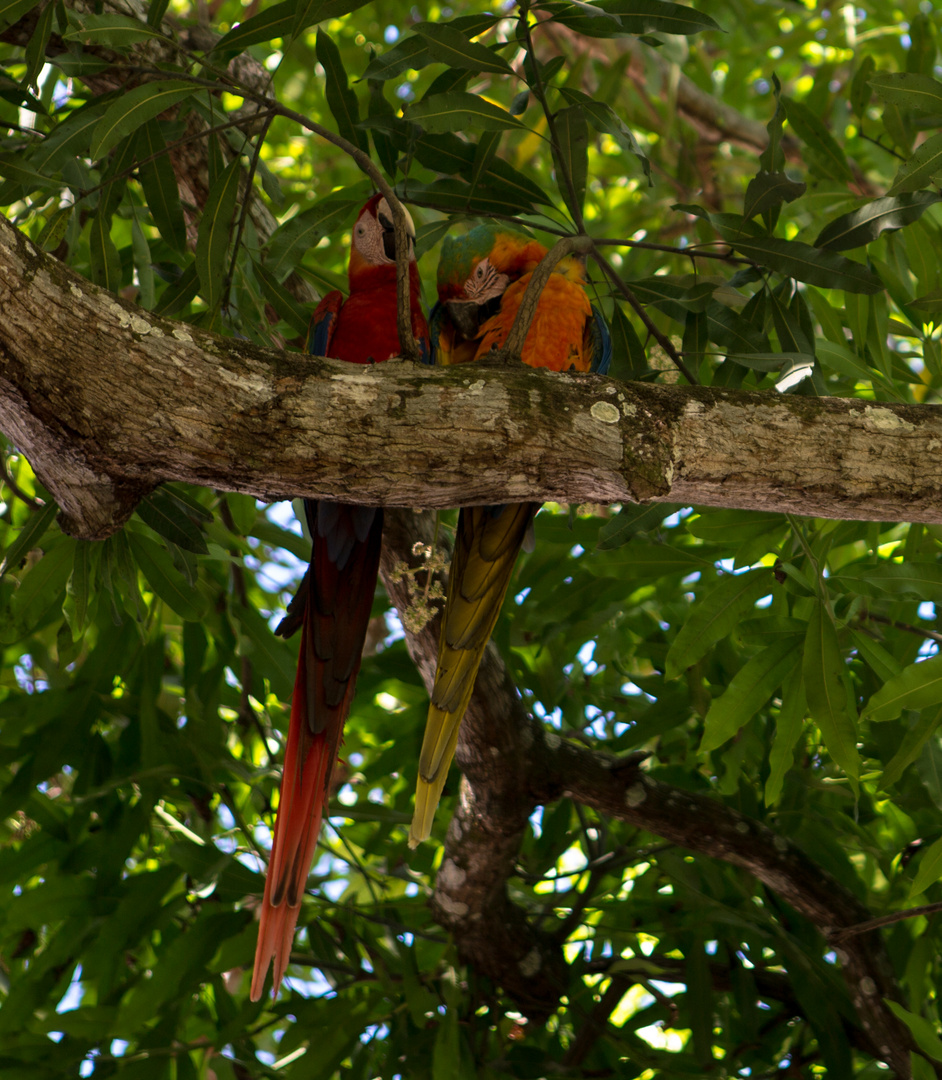 Papageien in freier Natur