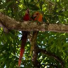 Papageien in freier Natur