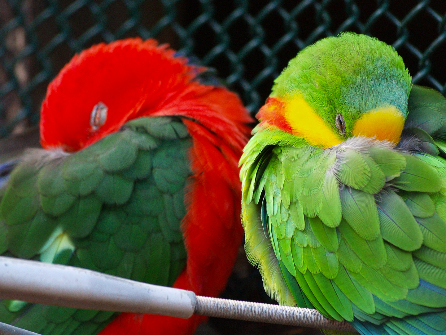 Papageien in Love Foto &amp; Bild | fotos, natur, tiere Bilder auf ...