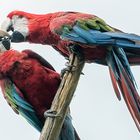 Papageien Küsse 