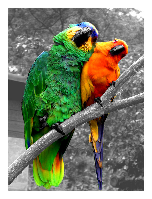Papageien Liebe Foto & Bild tiere, zoo, wildpark & falknerei, vögel