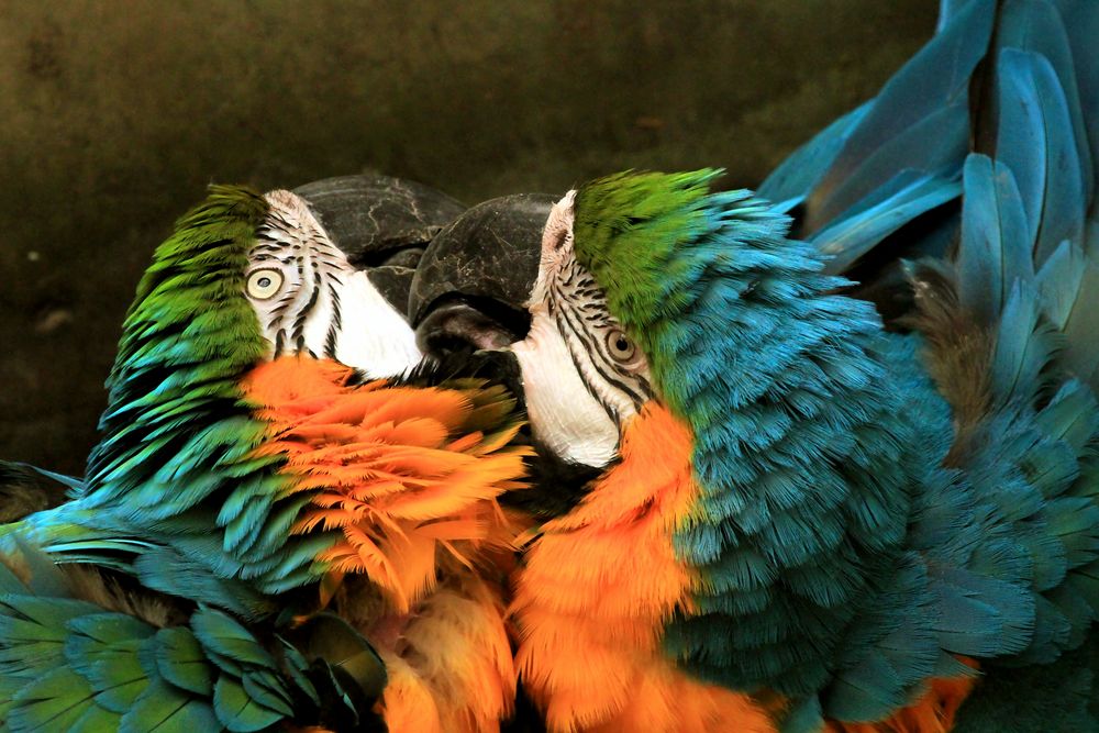 Papageien Liebe 
