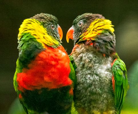 Papageien ...Lori ...bei "intensiven" Gesprächen