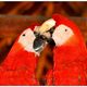 Papageien (Mexiko/Yucatan)