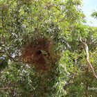 Papageien-Nest