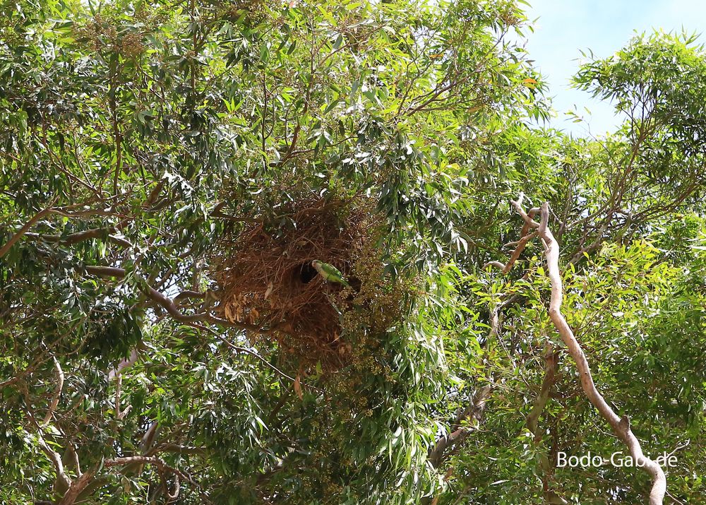 Papageien-Nest