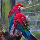 Papageien Paar