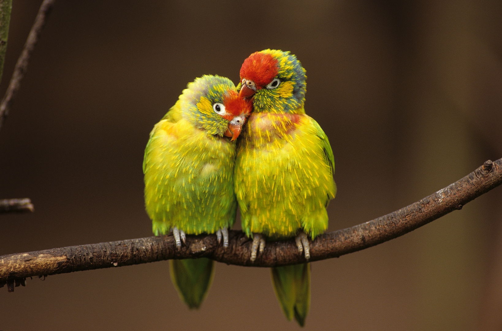Papageien-Paar in Australien