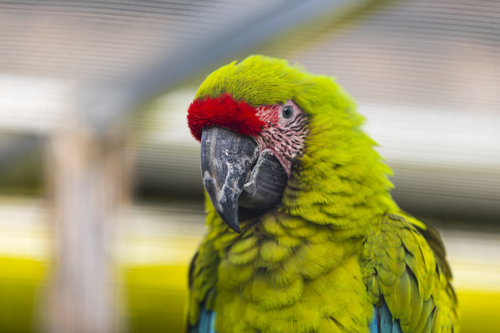 Papageien Portrait