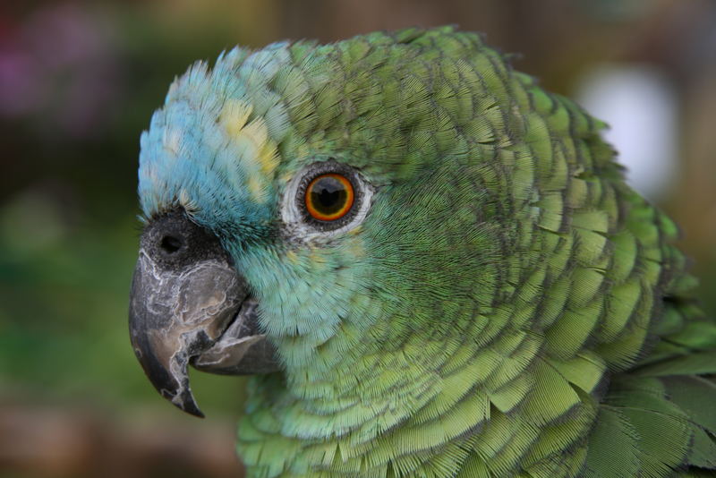 Papageien-Portrait