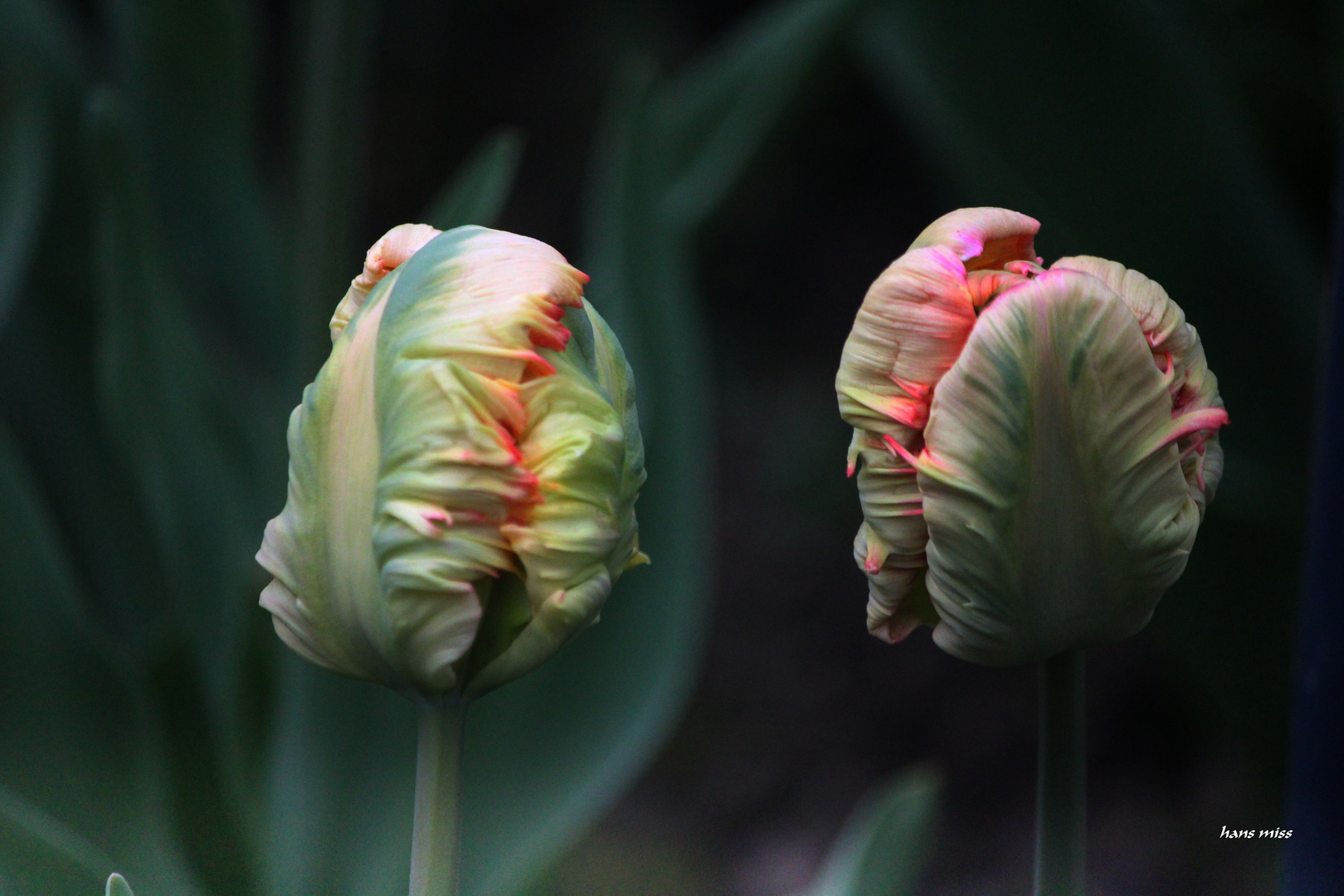 Papageien Tulpe