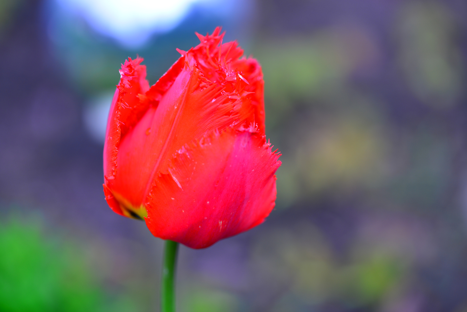 Papageien Tulpe