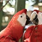 Papageien Zwiegespräch