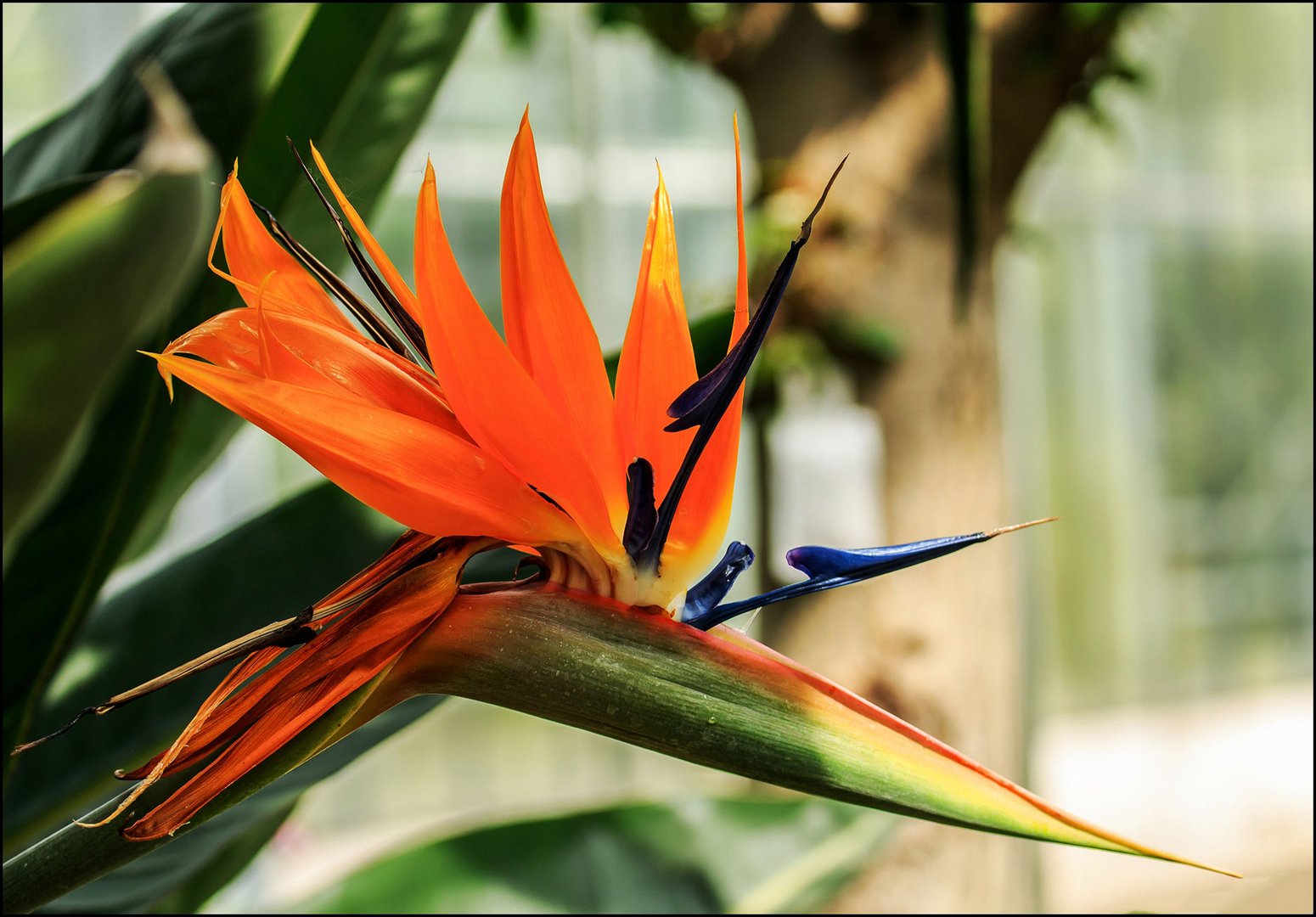 Papageienblüte Foto & Bild pflanzen, pilze & flechten, blüten