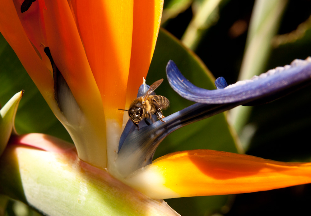 Papageienblume