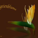 Papageienblume