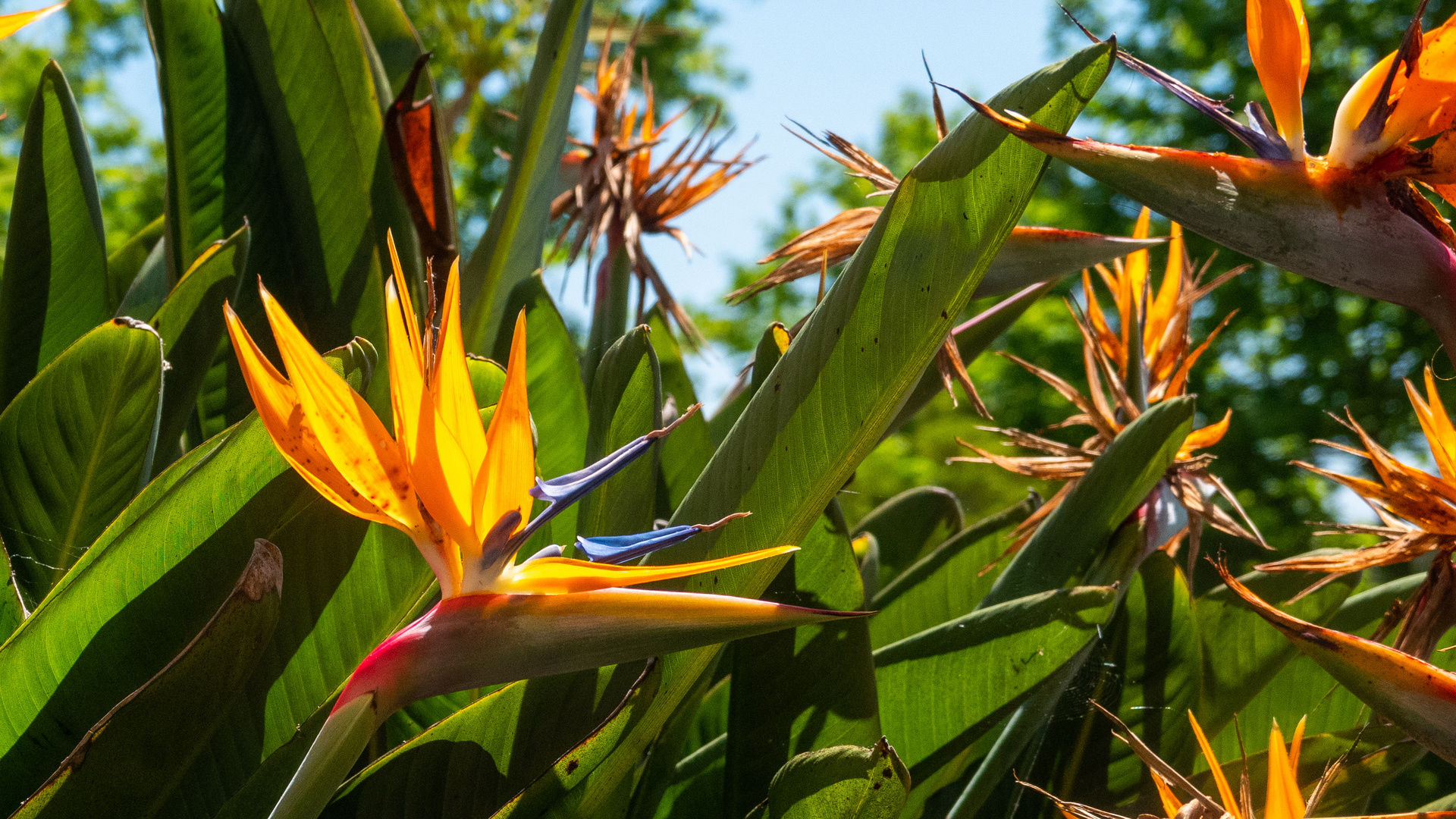 Papageienblume in Lissabon 