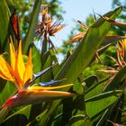 Papageienblume in Lissabon 