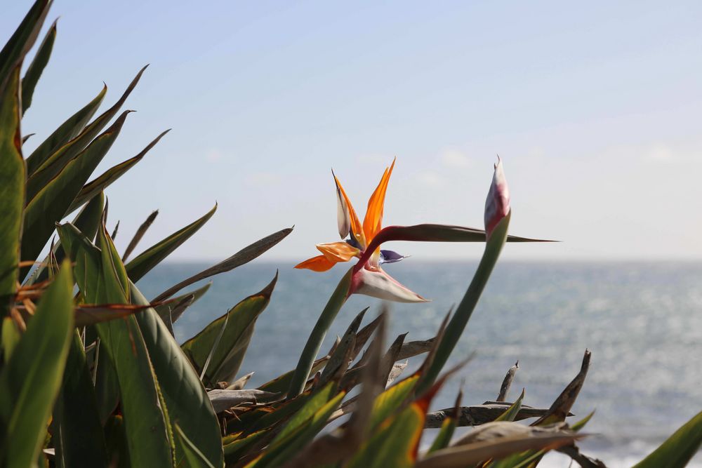 Papageienblume (Strelietzie) am Strand