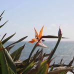 Papageienblume (Strelietzie) am Strand