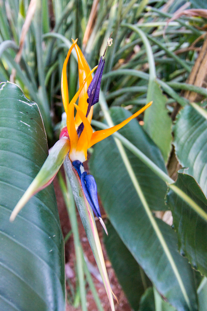 Papageienblume Strelitzia reginae