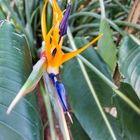 Papageienblume Strelitzia reginae