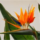 Papageienblume Strelitzia reginae