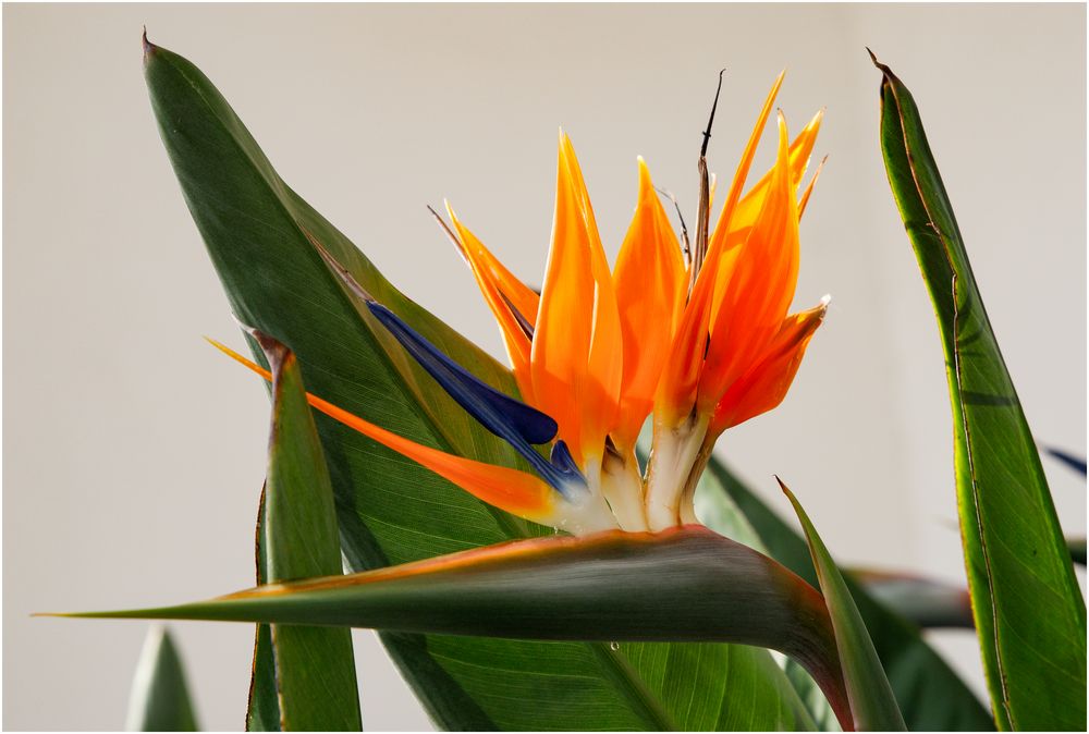 Papageienblume Strelitzia reginae