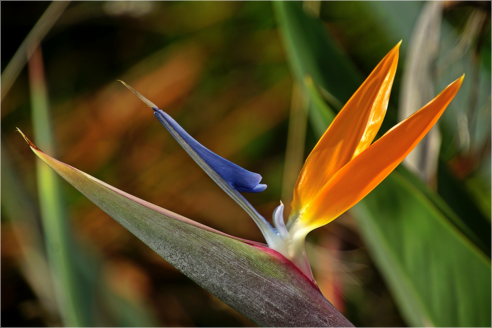 Papageienblumen