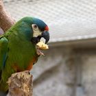Papageienmahlzeit