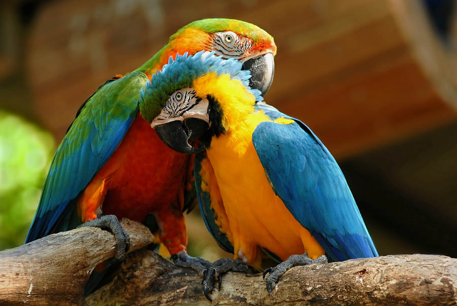 Papageienpärchen Foto & Bild tiere, zoo, wildpark & falknerei, vögel Bilder auf Papageienpärchen Foto & Bild tiere, zoo, wildpark & falknerei, vögel Bilder auf