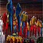 Papageienplage  auf Teneriffa