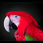 Papageienportrait