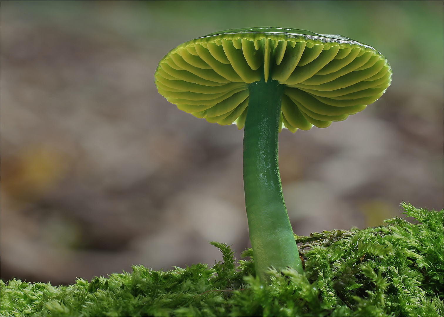 Papageiensaftling (Hygrocybe psittacina)