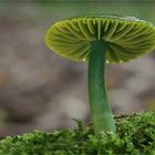 Papageiensaftling (Hygrocybe psittacina)