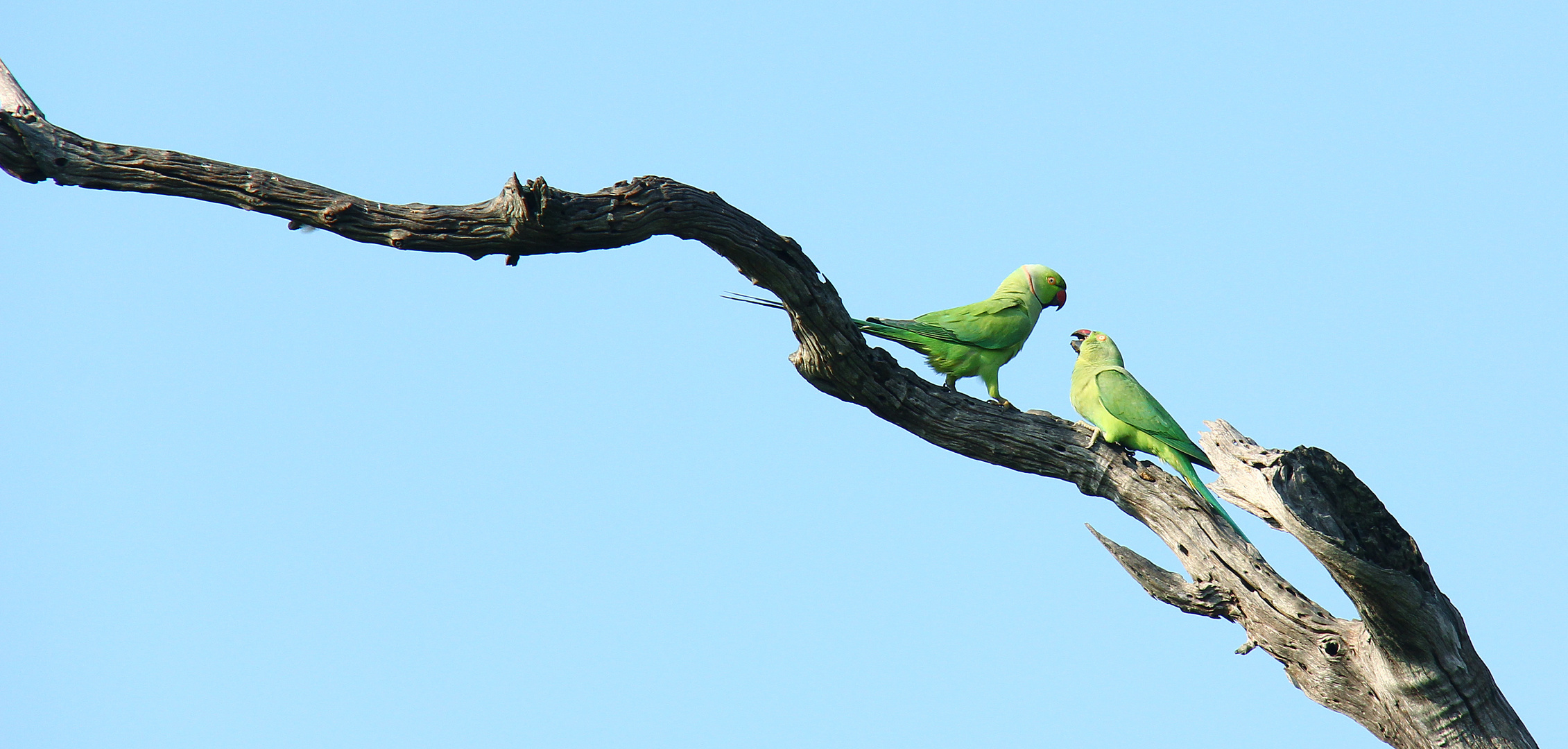 Papageien_SRI_LANKA