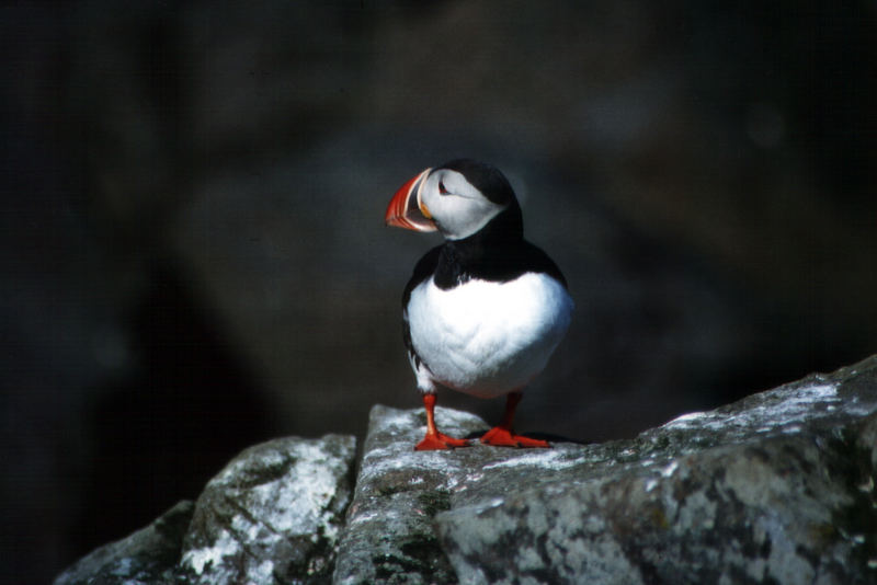 Papageientaucher