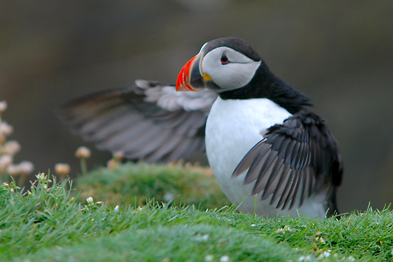 Papageientaucher