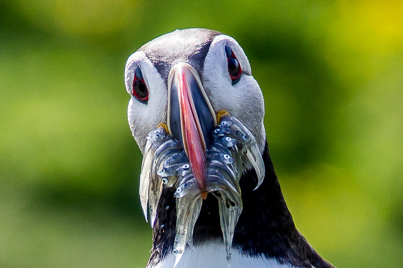 Papageientaucher